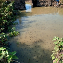 asik dapet ikan banyak by je 